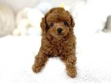 Red Toy Poodle Bebekler