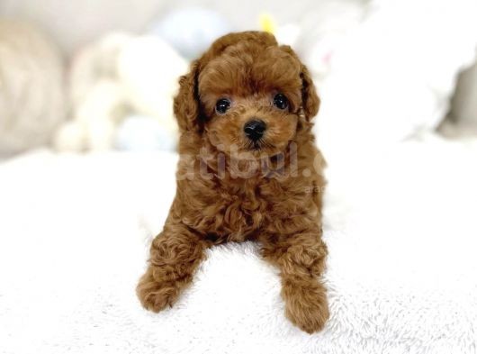 Red Toy Poodle Bebekler görsel