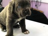 Devasa Cane Corso Yavrular