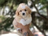 Bebek Surat Malti̇poo Bebekler