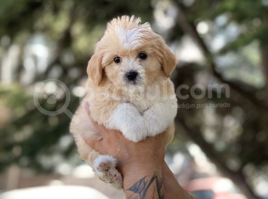 Bebek Surat Malti̇poo Bebekler görsel