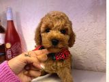 Orji̇nal Toy Poddle Yavrular