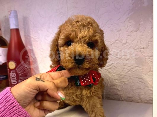 Orji̇nal Toy Poddle Yavrular görsel