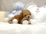 Mi̇ni̇ Toy Poodle Bebekler