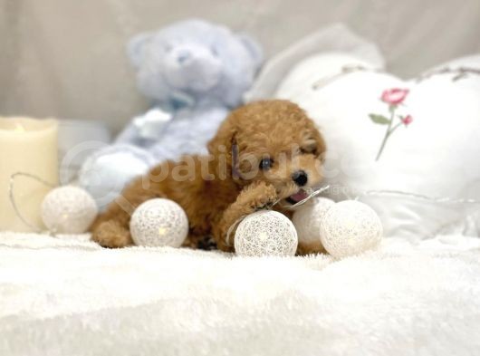 Mi̇ni̇ Toy Poodle Bebekler görsel