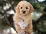 Bebek Surat Malti̇poo Bebekler