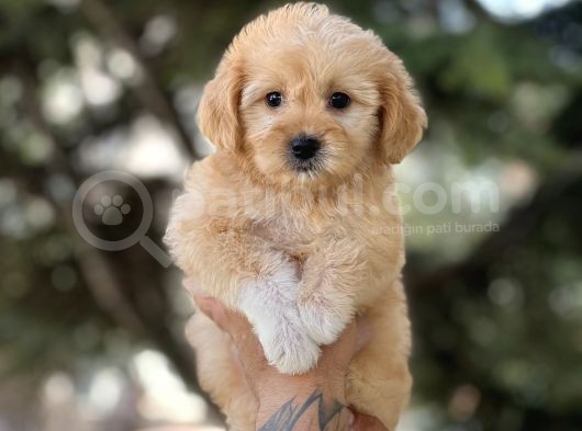 Bebek Surat Malti̇poo Bebekler