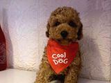 Toy Poodle Mini Boy Yavrular
