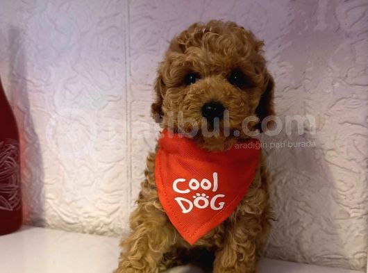 Toy Poodle Mini Boy Yavrular görsel