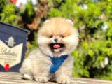 Ayıcık Surat Boo Pomeranian Yavrular