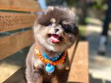 3 Aylık Erkek Pomeranian Boo