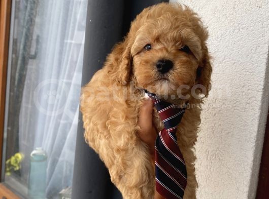 Karamelll.toypoodle ‘In Bebekleriiii görsel