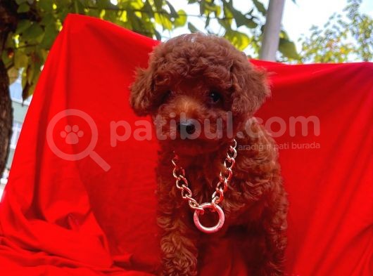 Red Brown Toy Poodle Yavrular