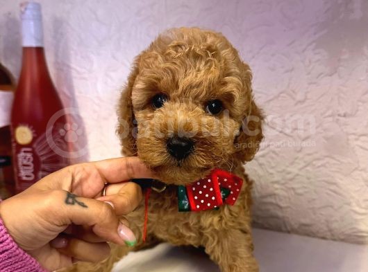 Orji̇nal Toy Poddle Yavrular görsel