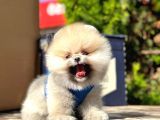 Ayıcık Surat Boo Pomeranian Yavrular