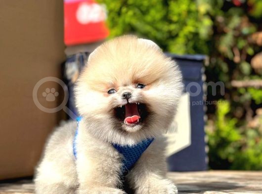 Ayıcık Surat Boo Pomeranian Yavrular görsel
