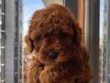 Irk Garantili Poodle Yavrularımız