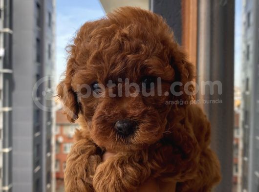 Irk Garantili Poodle Yavrularımız görsel