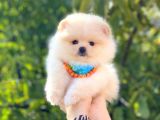 Pomeranian Boo Teddy Face Erkek Yavrumuz