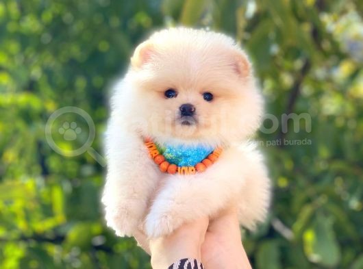 Pomeranian Boo Teddy Face Erkek Yavrumuz görsel