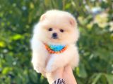 Pomeranian Boo Teddy Face Erkek Yavrumuz