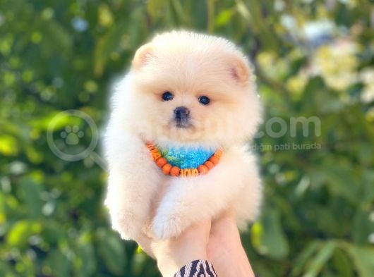 Pomeranian Boo Teddy Face Erkek Yavrumuz görsel