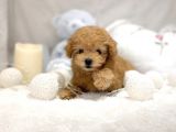 Mi̇ni̇ Toy Poodle Bebekler