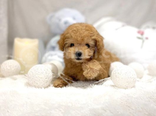 Mi̇ni̇ Toy Poodle Bebekler görsel