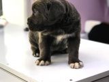 Devasa Cane Corso Yavrular