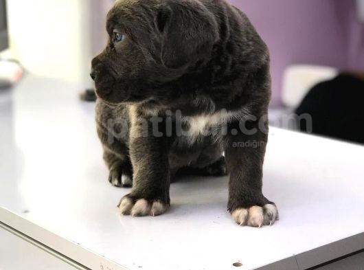 Devasa Cane Corso Yavrular görsel