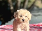 Apri̇cot Di̇şi̇ Toy Poodle Yavrumuz
