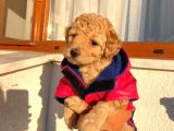 Irk Garantili Toypoodle Bebeklerimiz