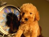 Çocuklarınıza En Güzel Arkadaş Toy Poodle Yavrular