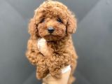 Koyu Renk Brown Poodle Bebeği̇mi̇z