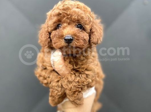 Koyu Renk Brown Poodle Bebeği̇mi̇z