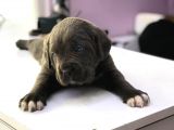 Devasa Cane Corso Yavrular