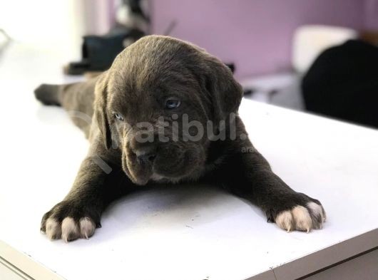 Devasa Cane Corso Yavrular görsel