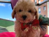 Irk Garantili ToyPoodle Bebeklerimiz