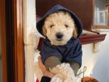 Ev Doğumlu Poodle Bebişler