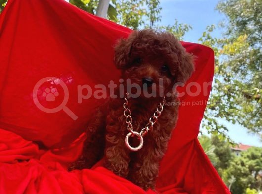 Red Brown Toy Poodle Yavrular görsel