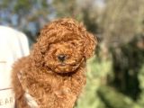 Koyu Red Brown Poodle Bebeği̇mi̇z