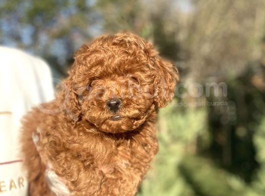 Koyu Red Brown Poodle Bebeği̇mi̇z