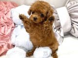 Red Toy Poodle Bebekler