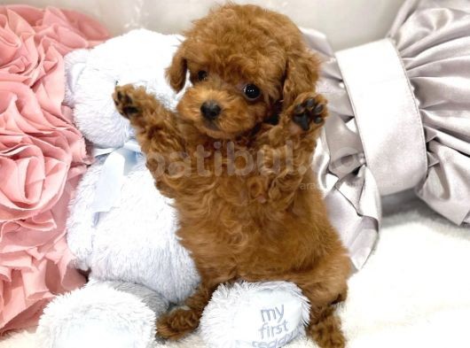 Red Toy Poodle Bebekler