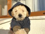 Ev Ortamında Büyüyen Toypoodle Bebekler