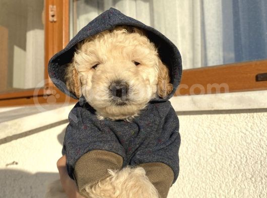 Ev Ortamında Büyüyen Toypoodle Bebekler görsel