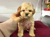 Muhtesem Tatli Maltipoo Bebekler