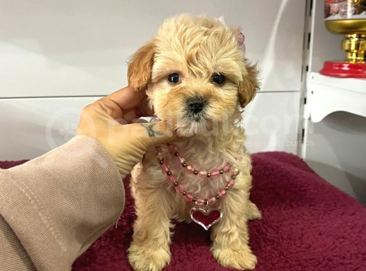 Muhtesem Tatli Maltipoo Bebekler