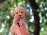 Apri̇cot Di̇şi̇ Toy Poodle Yavrumuz