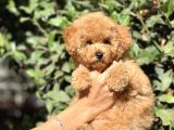 Muhtesem Guzellikte Poodle Yavrularimiz